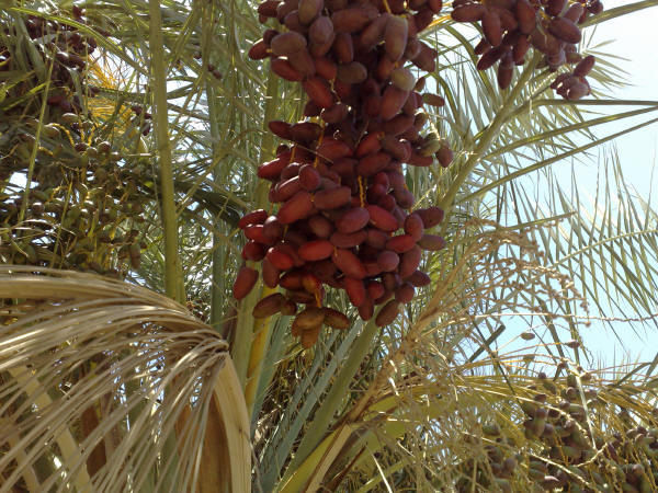 Impianto industriale per trattamento e filtrazione del succo di datte